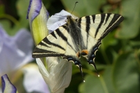 Le Flamb (Lpidoptre - Papilionidae - Iphiclides podalirius)